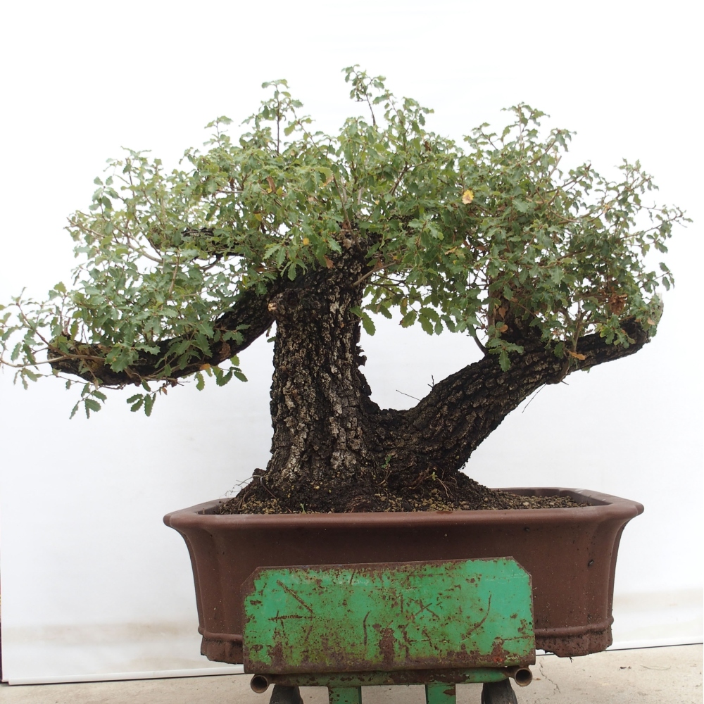 Yamadori - Quercus Ilex - Chêne vert