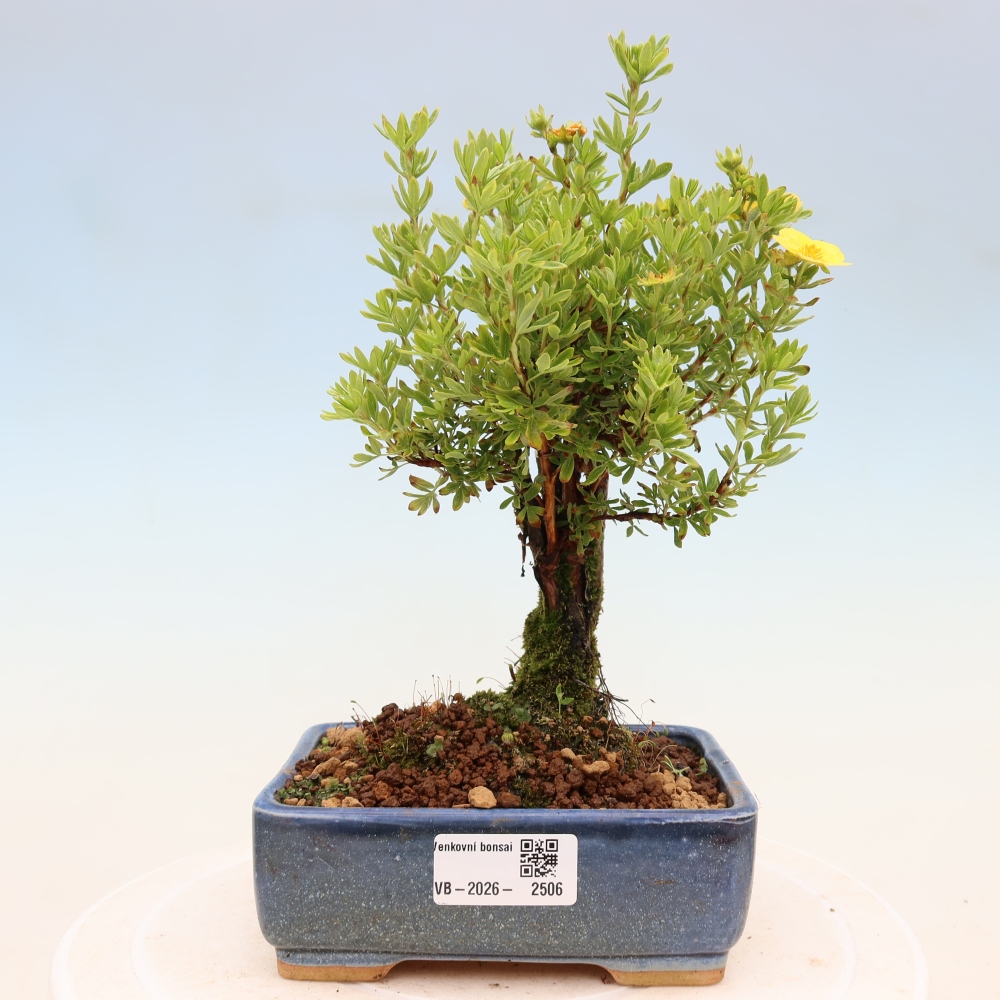 Bonsaï d'extérieur - Potentila fruticosa