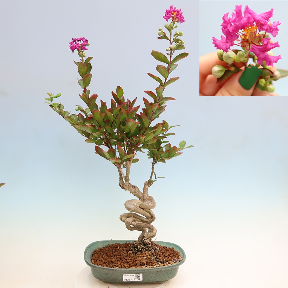 Bonsaï d'intérieur - Lagerstroemia indica - lilas indien