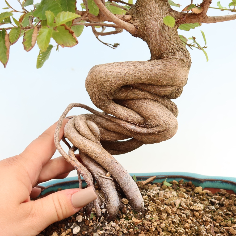 Bonsaï d'extérieur -Carpinus CARPINOIDES - Charme de Corée
