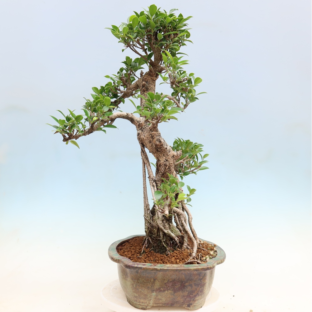 Salle bonsaï - Ficus kimmen - ficus à petites feuilles