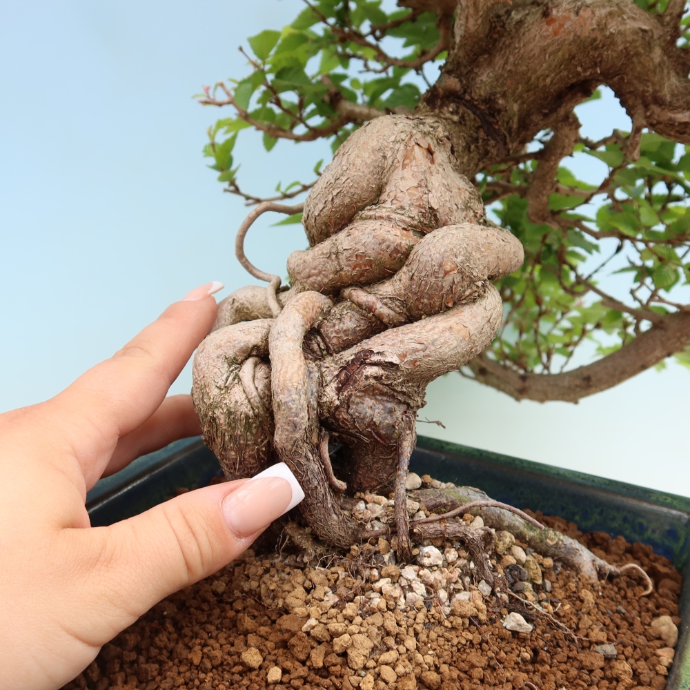 Bonsaï d'extérieur -Carpinus Coreana - Charme de Corée