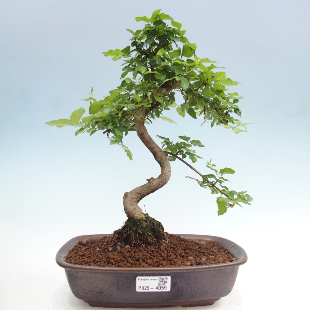 Bonsaï de chambre -Ligustrum chinensis - Bec d'oiseau