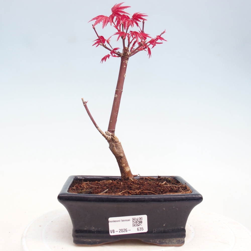 Bonsaï d'extérieur - Acer palmatum DESHOJO