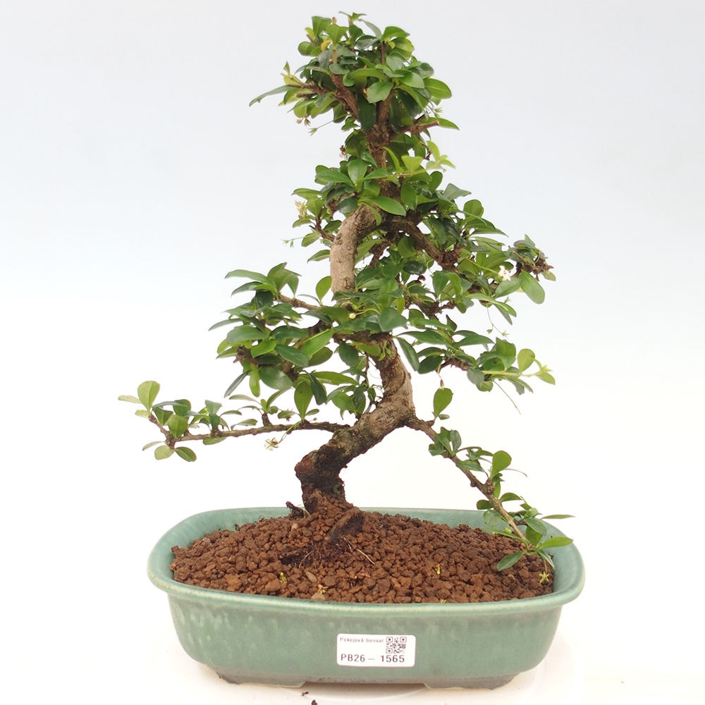 Bonsaï de chambre - Carmona macrophylla - Tea fuki