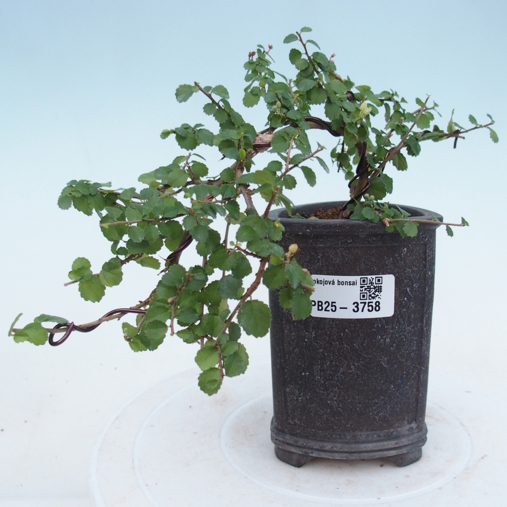 Bonsaï de chambre - Grewia sp. - Grewia malafolia