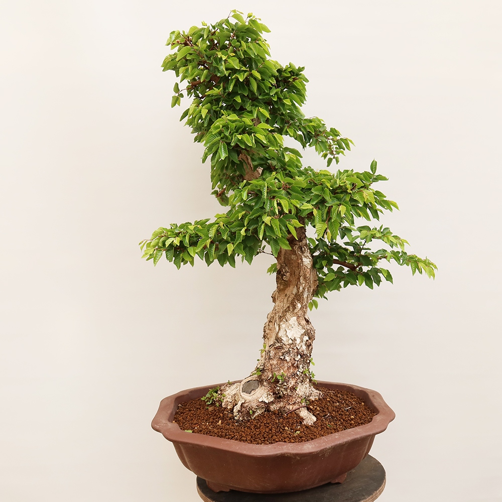 Bonsaï d'extérieur -Carpinus Coreana - Charme de Corée