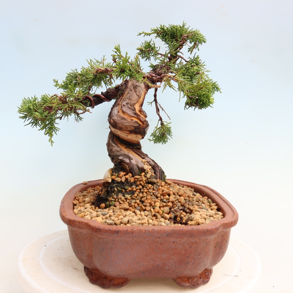 Bonsaï d'extérieur - Juniperus chinensis Itoigawa-Juniperus chinensis