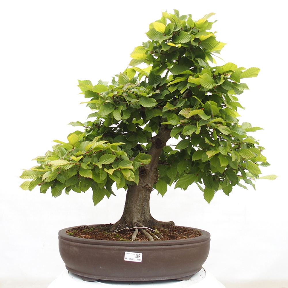 Bonsaï d'extérieur - Charme - Carpinus betulus