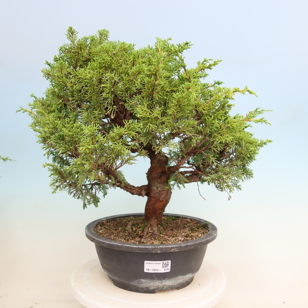 Bonsaï d'extérieur - Juniperus chinensis Itoigawa-Juniperus chinensis