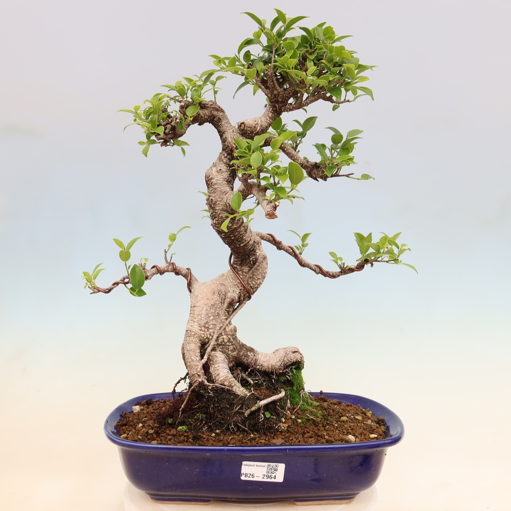 Salle bonsaï - Ficus kimmen - ficus à petites feuilles