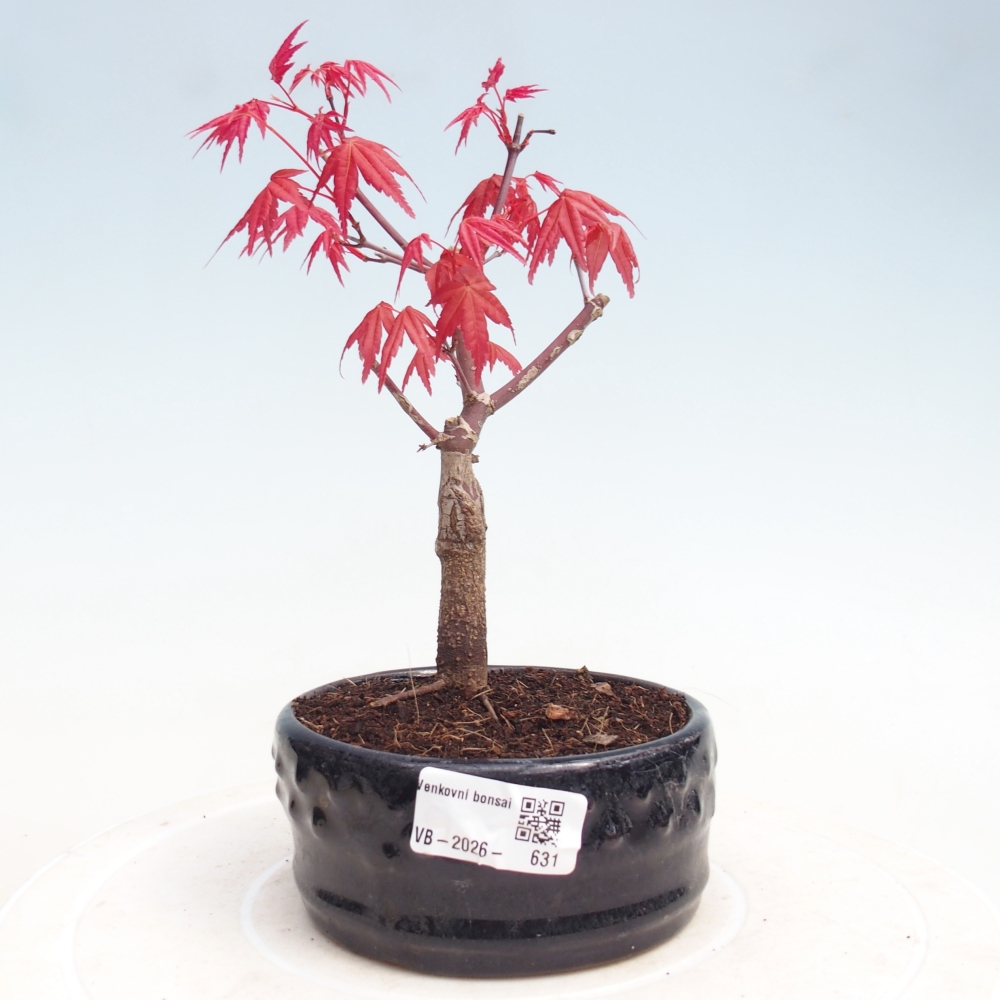 Bonsaï d'extérieur - Acer palmatum DESHOJO