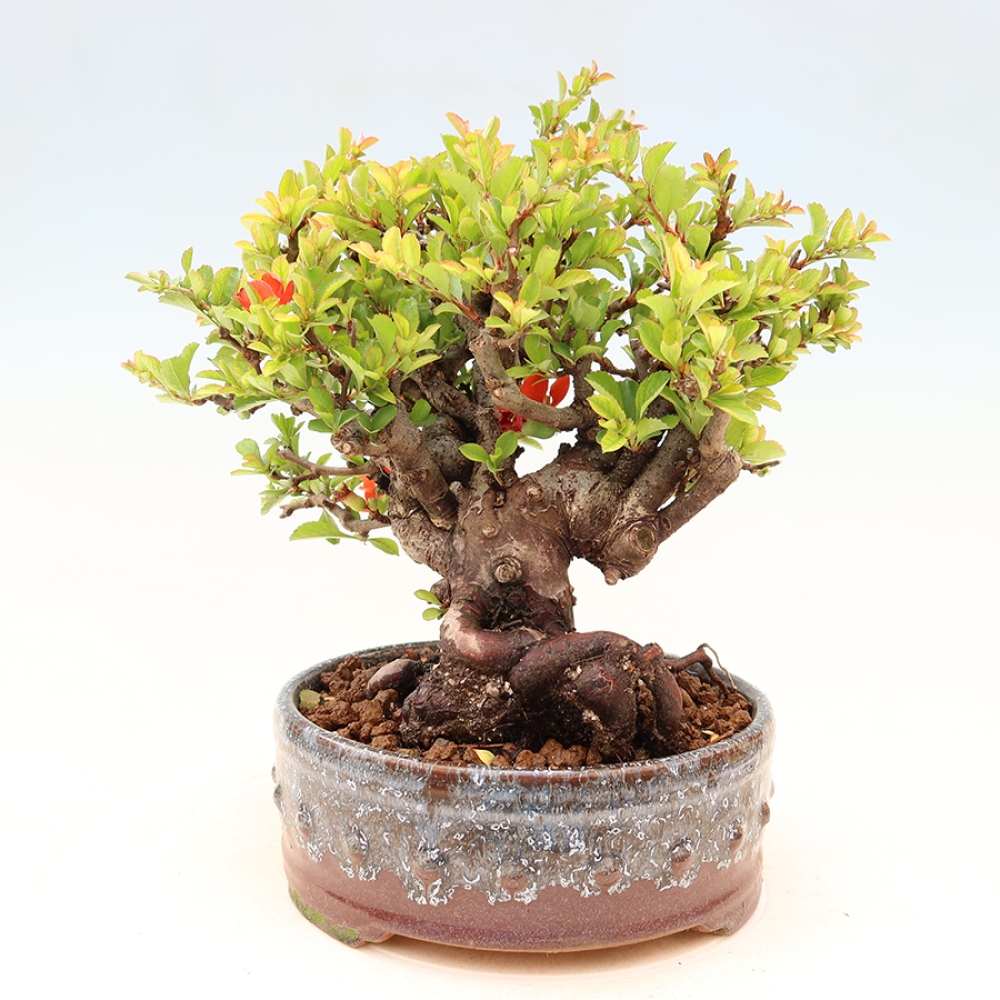 Bonsaï d'extérieur - Chaneomeles speciosa Chojubai