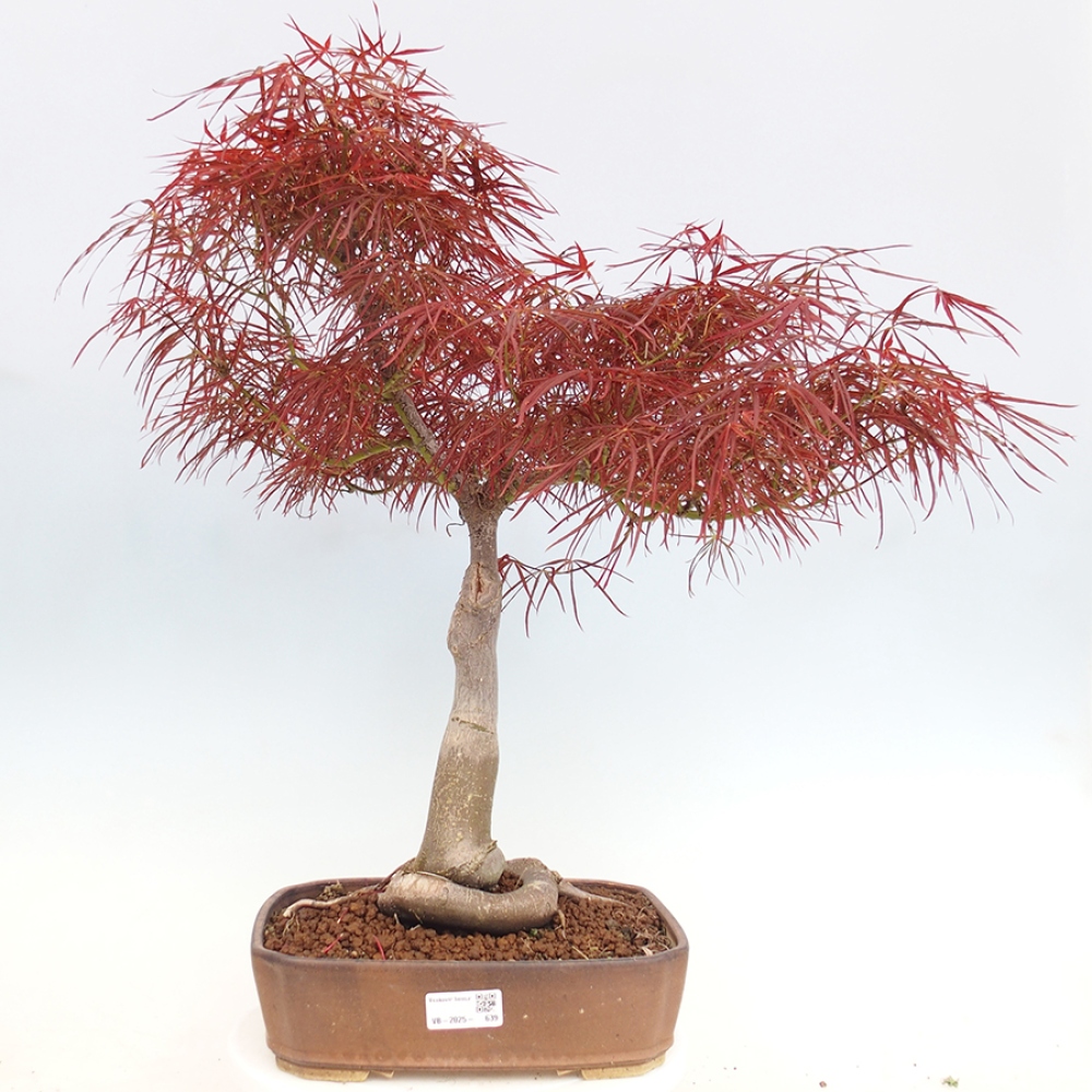 Bonsaï d'extérieur - Acer palmatum RED PYGMY