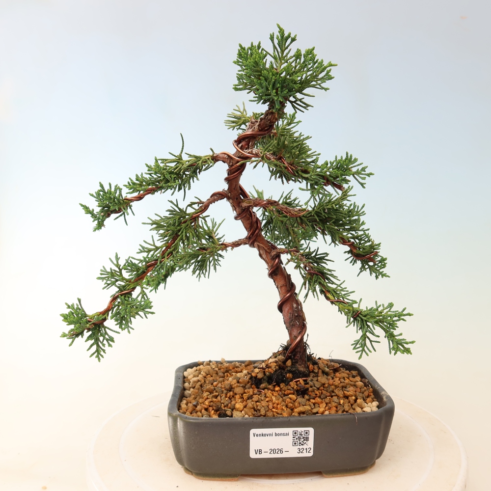 Bonsaï d'extérieur - Juniperus chinensis Kishu