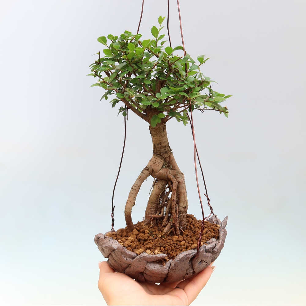Kokedama en céramique -Ulmus parvifolia- orme à petites feuilles