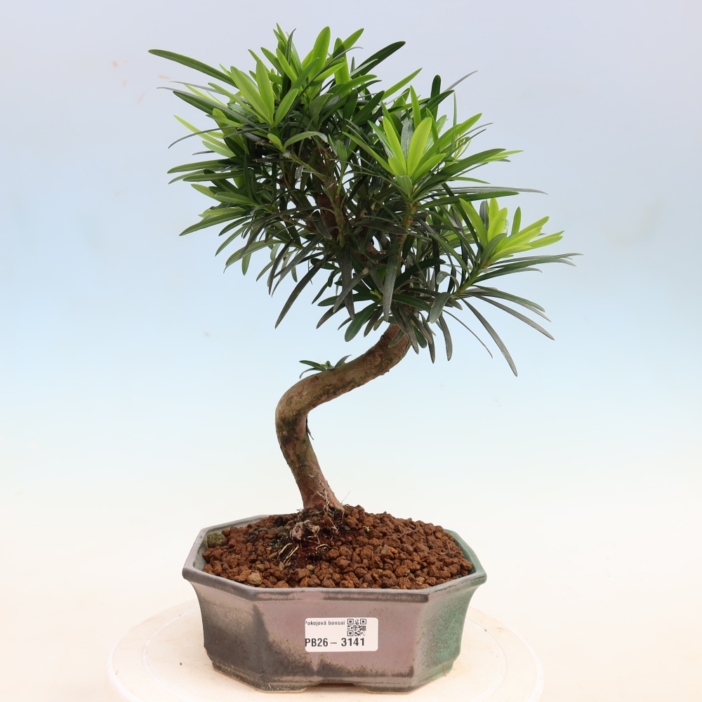 Salle bonsaï - Podocarpus - If en pierre