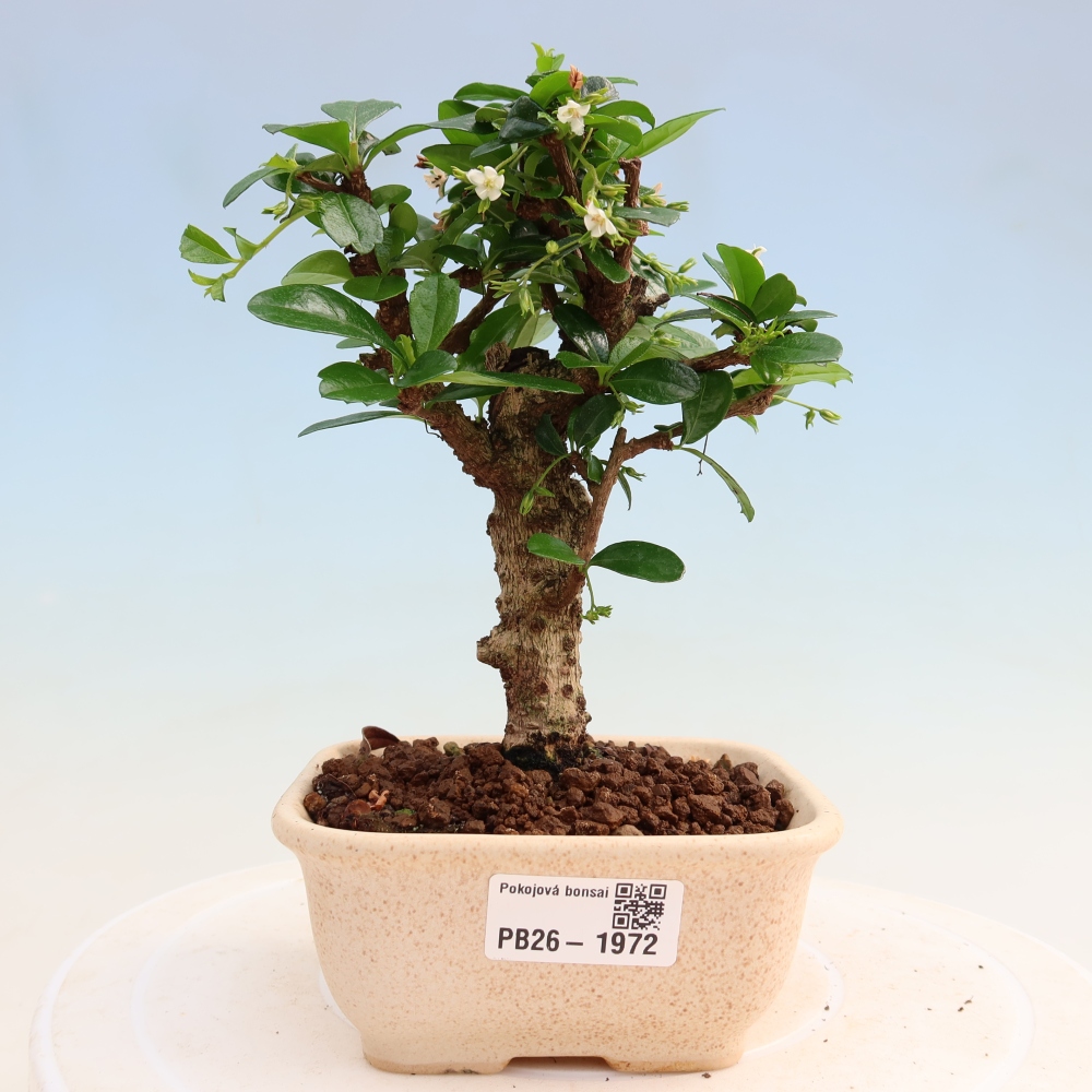 Bonsaï de chambre - Carmona macrophylla - Tea fuki