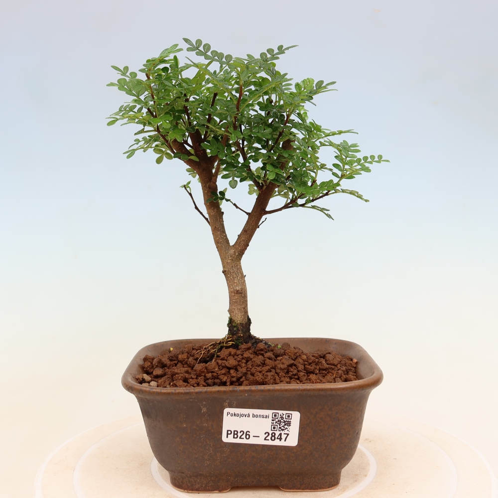Salle bonsaï - Zantoxylum piperitum - arbre à poivre
