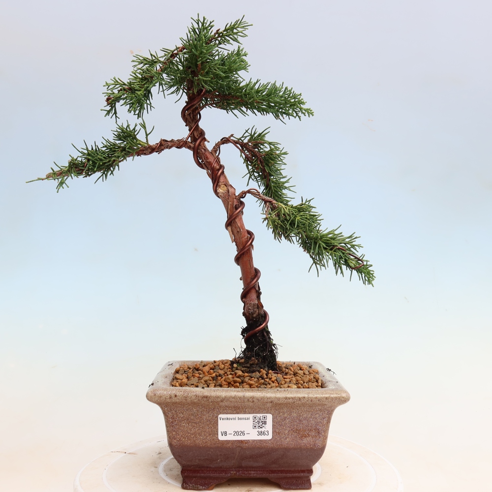 Bonsaï d'extérieur - Juniperus chinensis Kishu