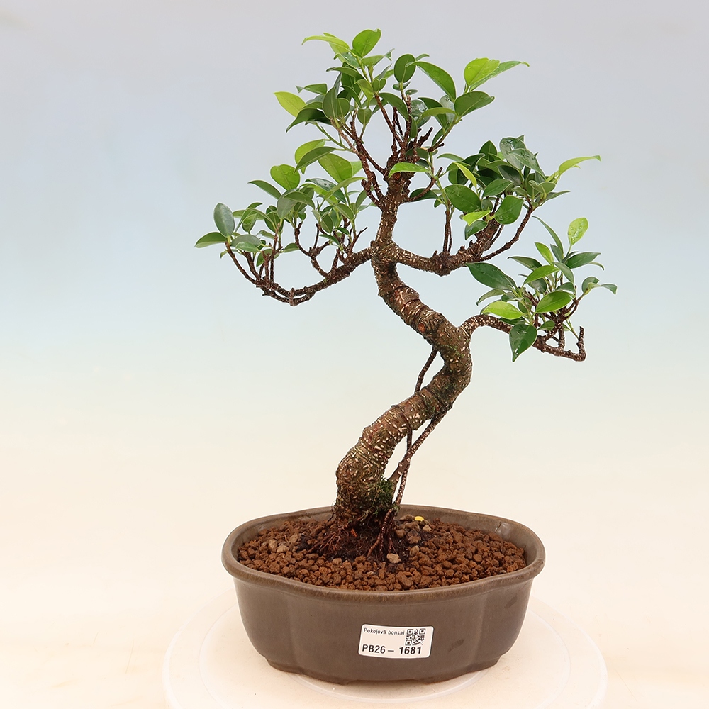 Salle bonsaï - Ficus retusa - ficus à petites feuilles