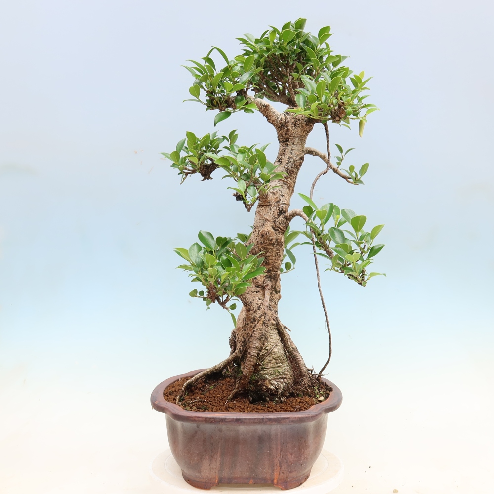 Salle bonsaï - Ficus kimmen - ficus à petites feuilles