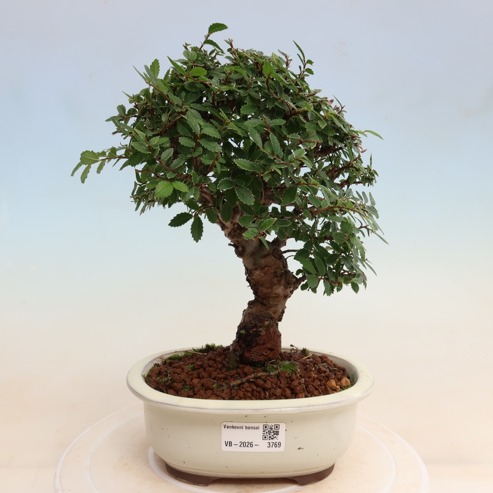 Bonsaï d'extérieur - Zelkova - Zelkova NIRE