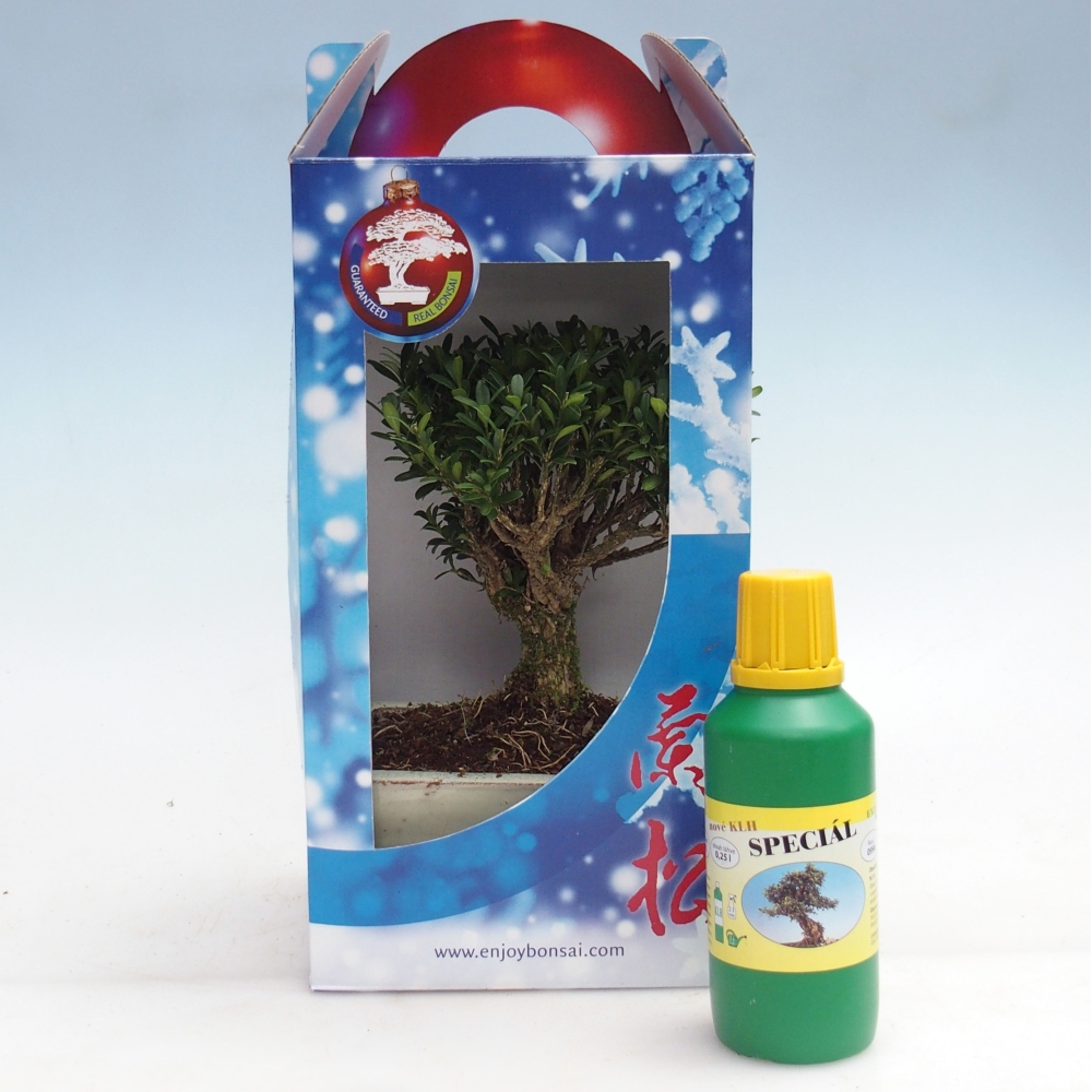 Bonsaï de chambre en boîte cadeau Carmona microphylla - Tea fuki
