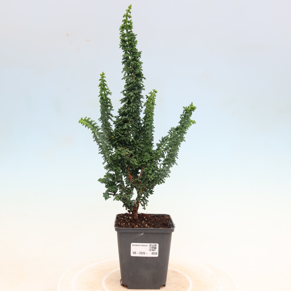 Bonsaï d'extérieur - Cham. obtusa SEKKA HINOKI - Cyprès