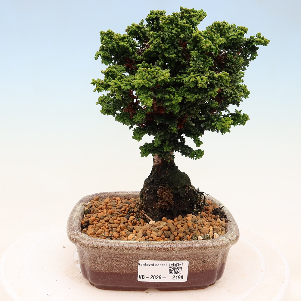 Bonsaï d'extérieur - Cham. obtusa SEKKA HINOKI - Cyprès