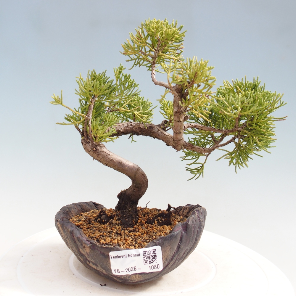 Bonsaï d'extérieur - Juniperus chinensis Kishu
