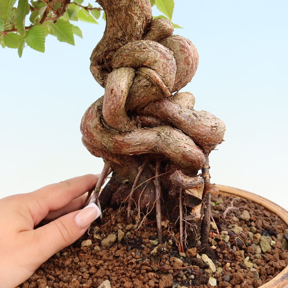 Bonsaï d'extérieur -Carpinus Coreana - Charme de Corée
