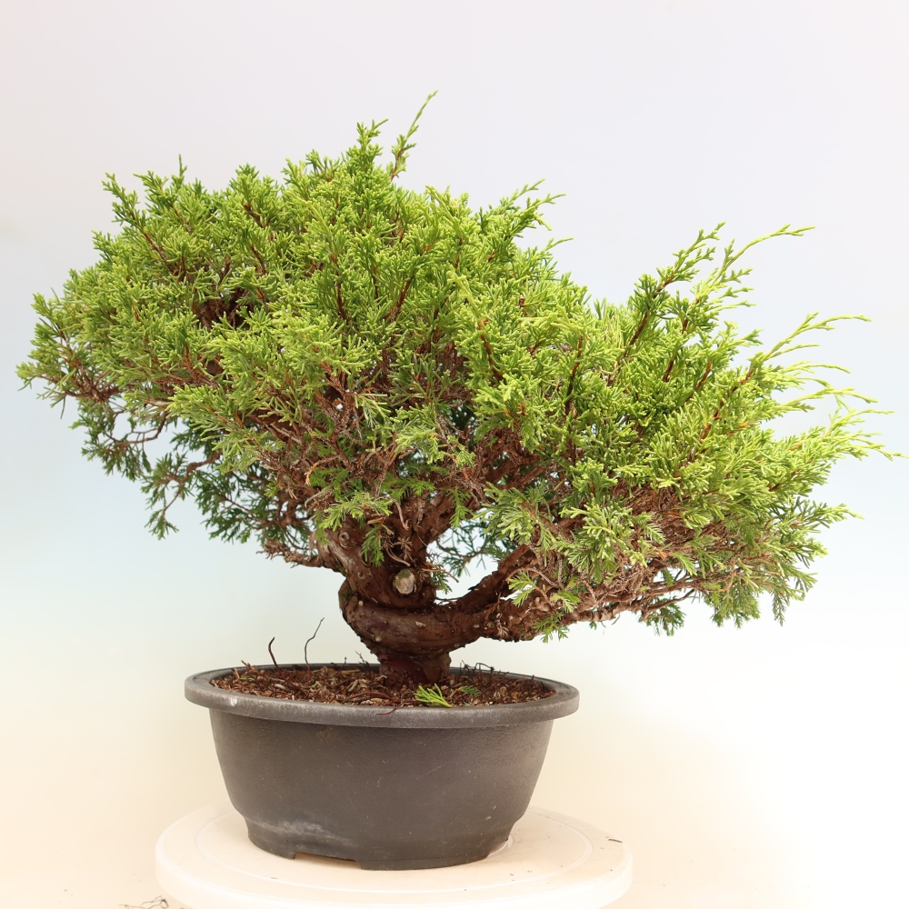 Bonsaï d'extérieur - Juniperus chinensis Itoigawa-Juniperus chinensis