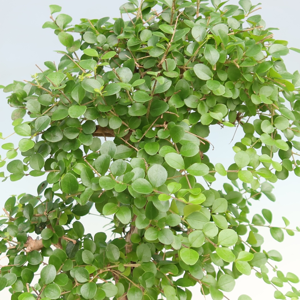 Bonsaï de chambre -Ligustrum retusa - bec d'oiseau à petites feuilles