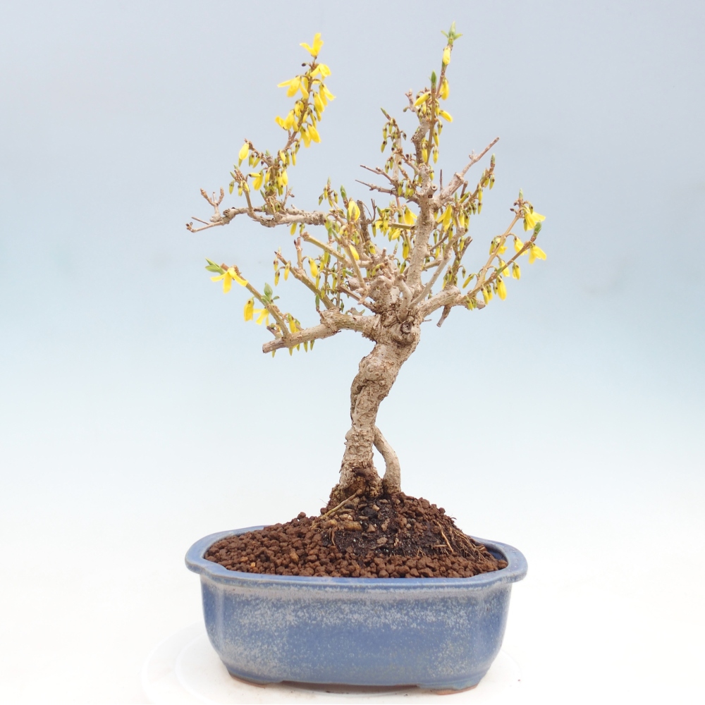 Bonsaï d'extérieur - Zlatice - Forsythia koreana