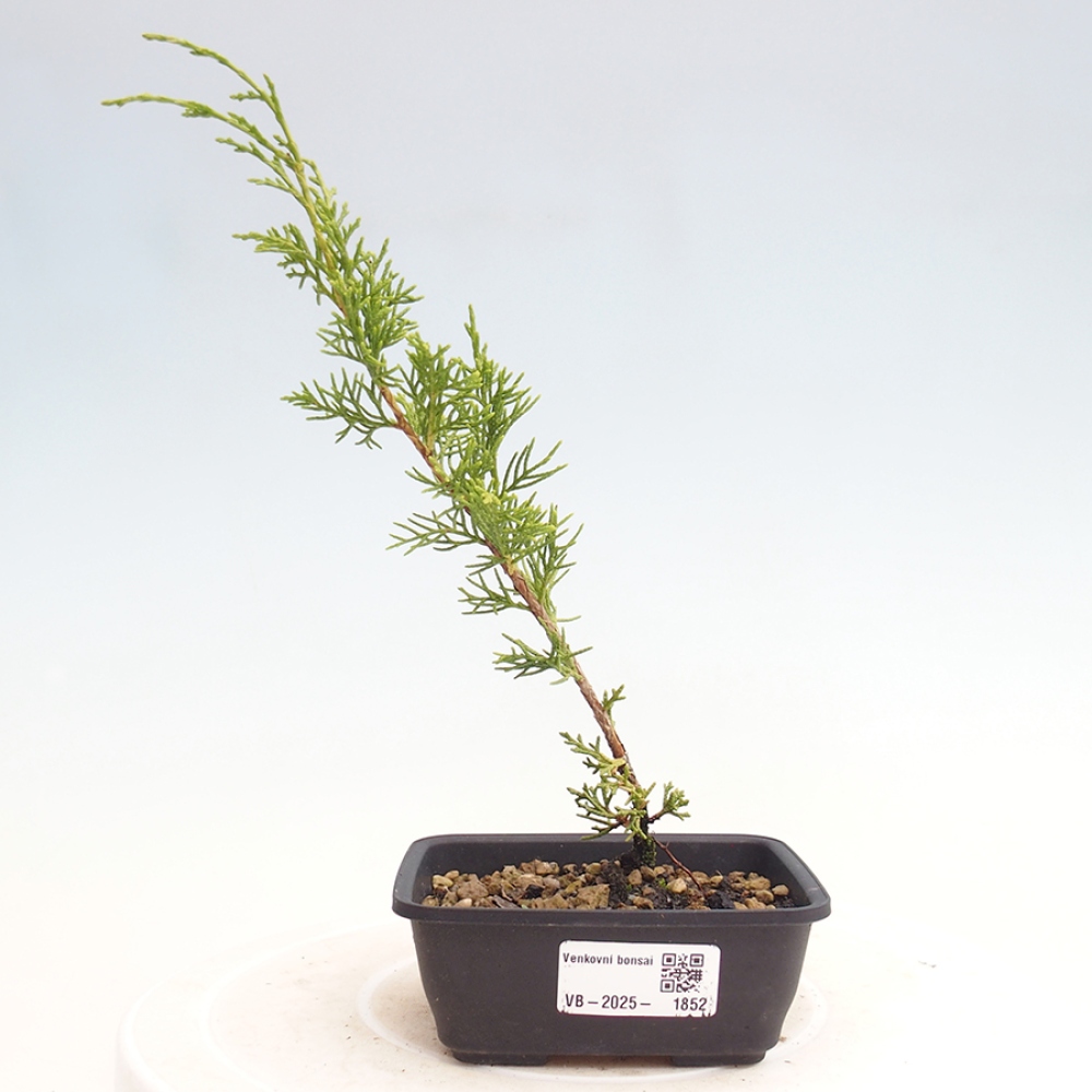 Bonsaï d'extérieur - Juniperus chinensis Itoigawa