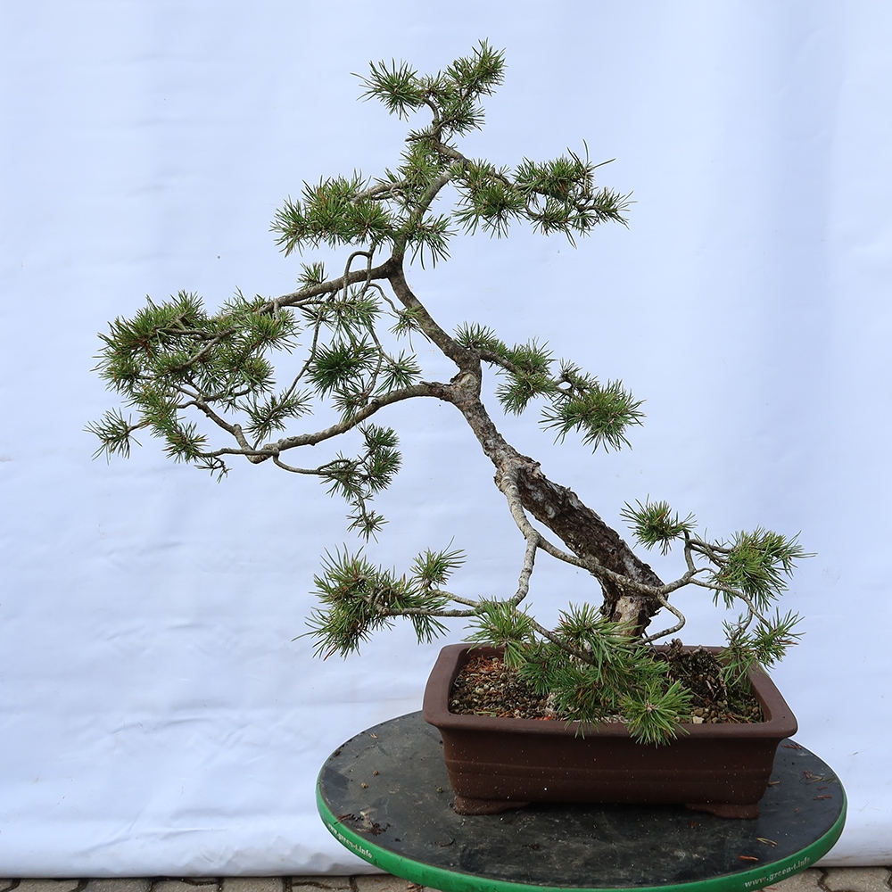 Pinus sylvestris Espagne - pin sylvestre