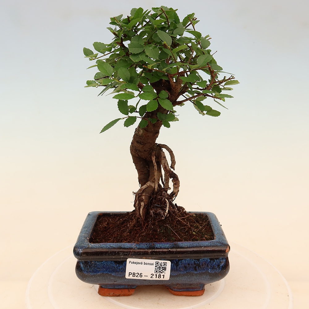 Bonsaï de chambre - Ulmus parvifolia - Orme à petites feuilles