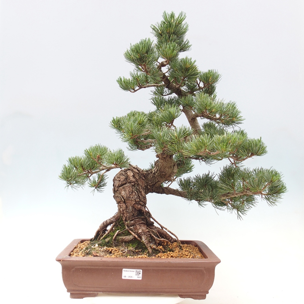 Bonsaï d'extérieur - Pinus parviflora - Pinus parviflora