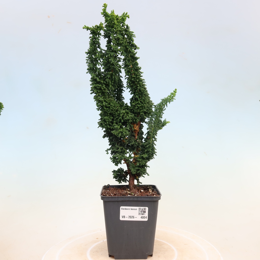 Bonsaï d'extérieur - Cham. obtusa SEKKA HINOKI - Cyprès