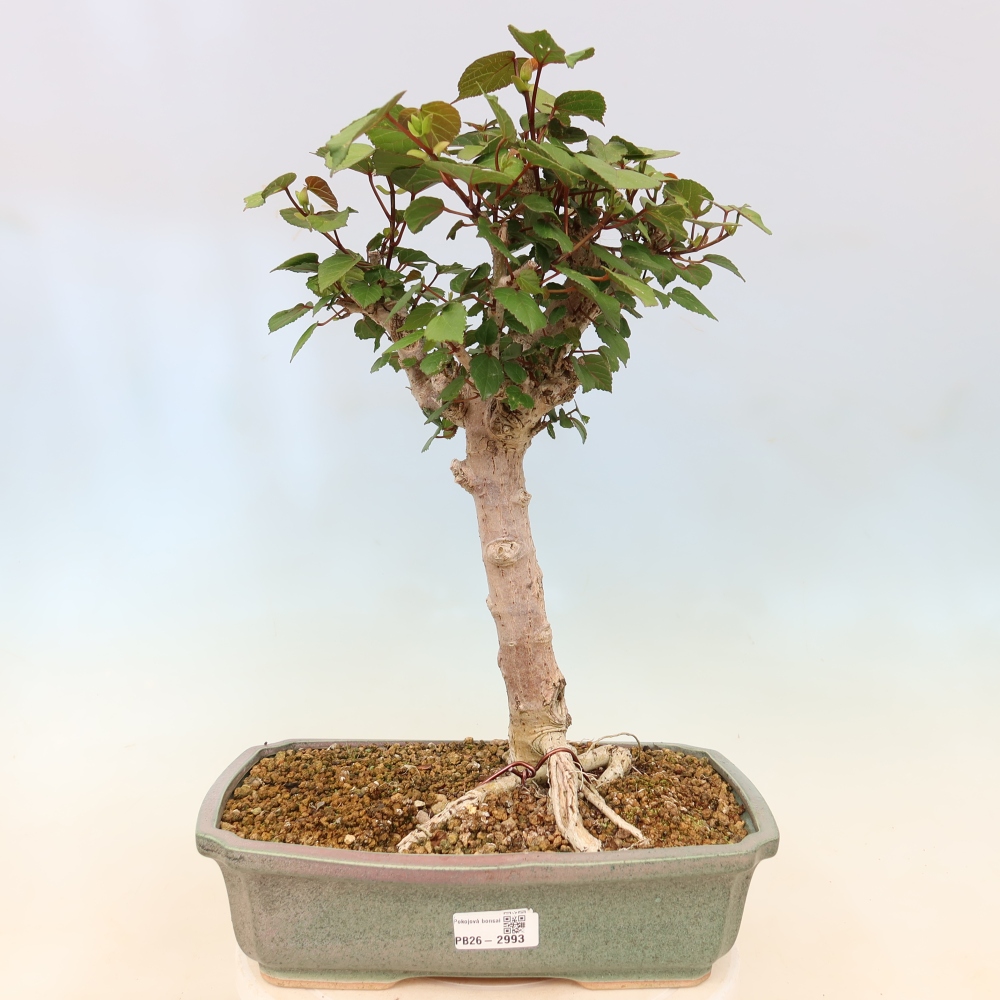 Bonsaï d'intérieur - Hibiscus tiliaceus - Hibiscus de mer
