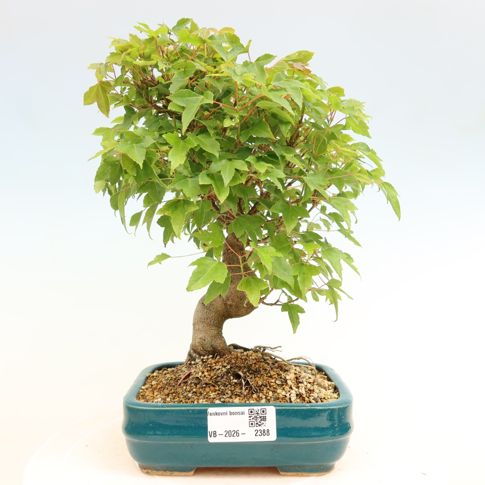 Bonsaï d'extérieur - Maple Burger - Acer Burgerianum