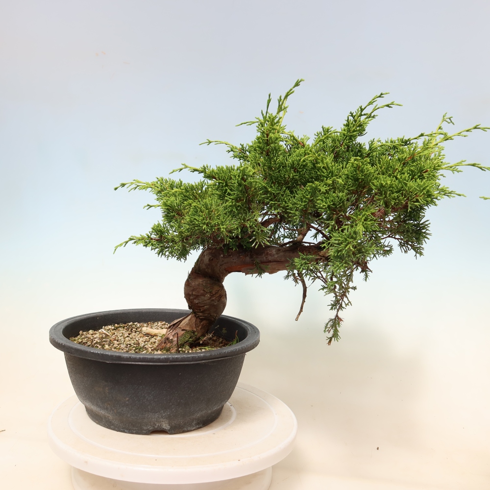 Bonsaï d'extérieur - Juniperus chinensis Itoigawa-Juniperus chinensis