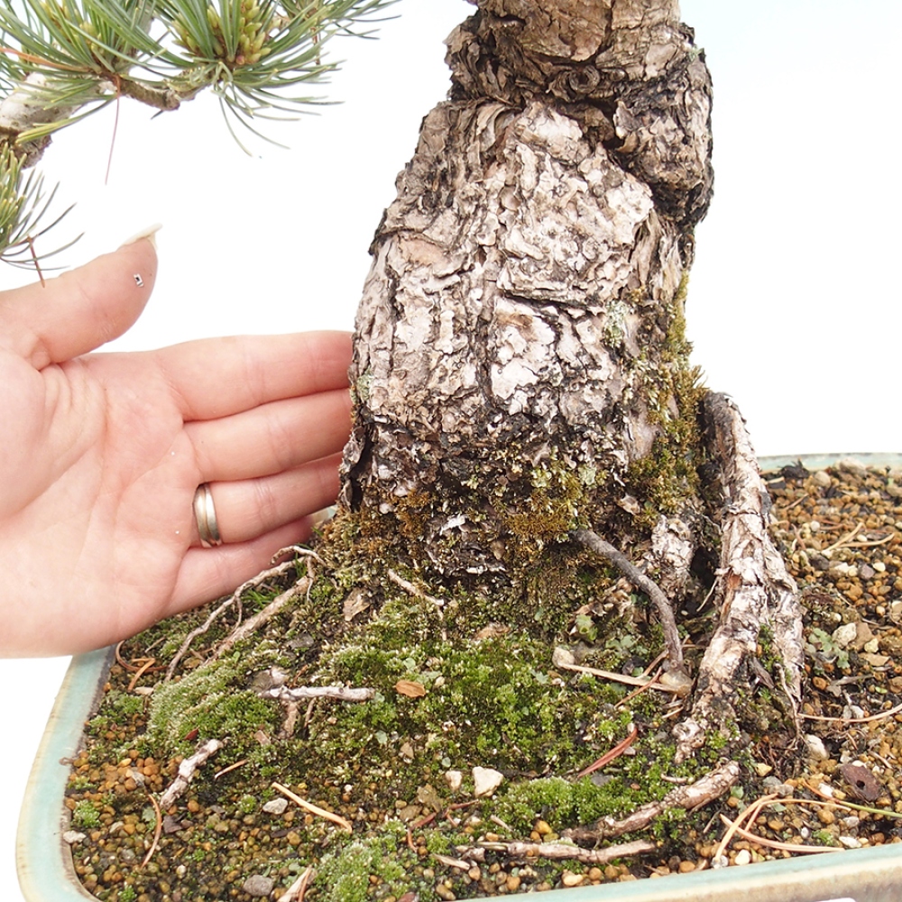 Bonsaï d'extérieur - Pinus parviflora - Pinus parviflora