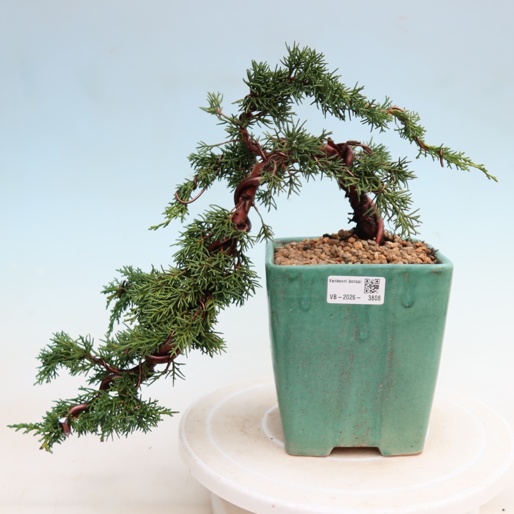 Bonsaï d'extérieur - Juniperus chinensis Kishu
