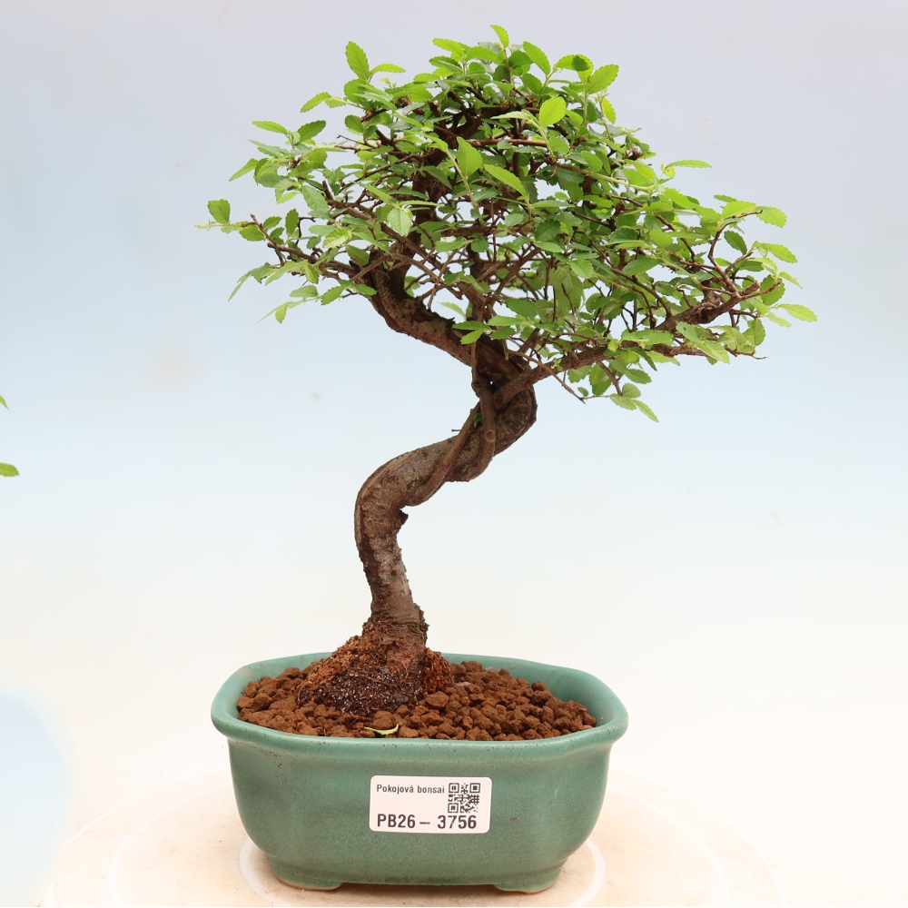 Bonsaï de chambre - Ulmus parvifolia - Orme à petites feuilles