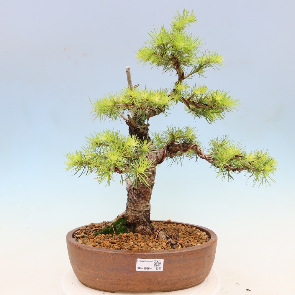 Bonsaï d'extérieur -Larix decidua - Mélèze