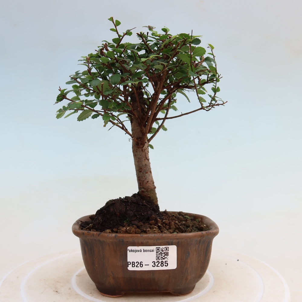 Bonsaï de chambre - Ulmus parvifolia - Orme à petites feuilles
