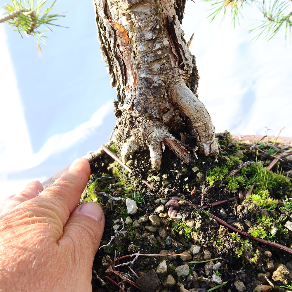 Pinus sylvestris Espagne - pin sylvestre