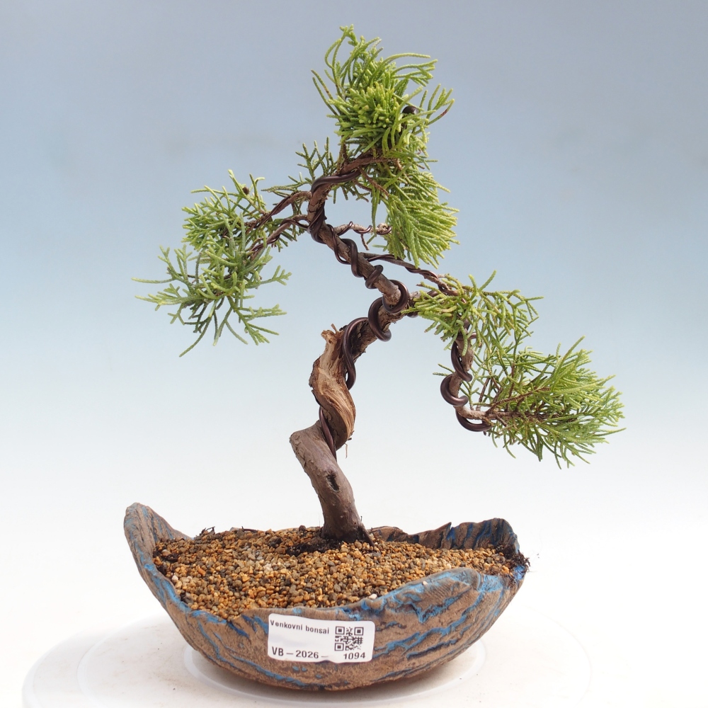 Bonsaï d'extérieur - Juniperus chinensis Kishu